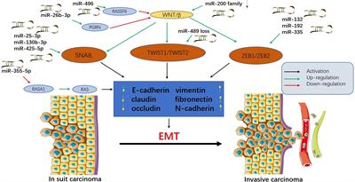 Recent advances in the diagnostic and therapeutic roles of microRNAs in colorectal cancer progression and metastasis